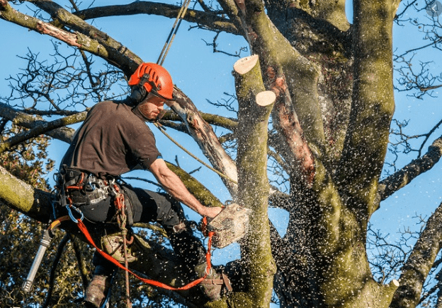 כריתת עצים בישראל