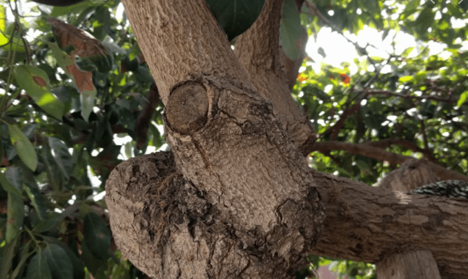 גיזום עץ אבוקדו